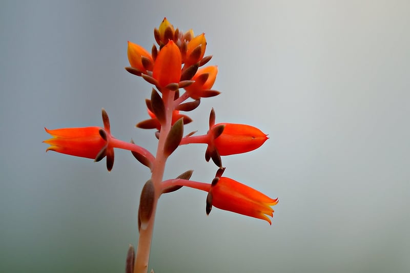Succulent