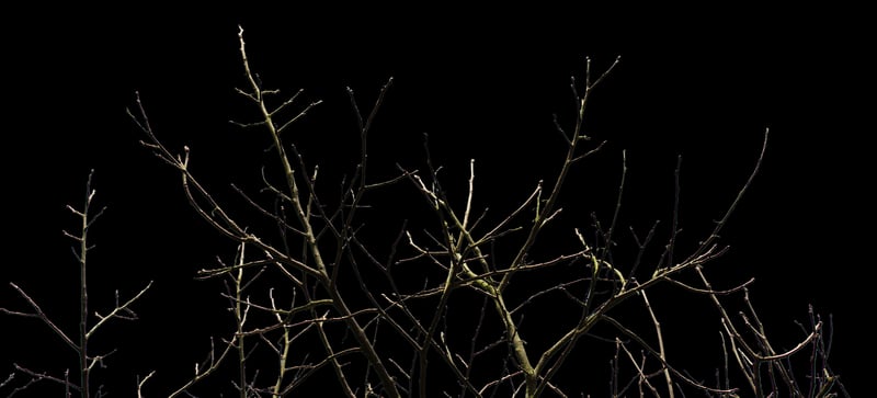 Tree Pruning