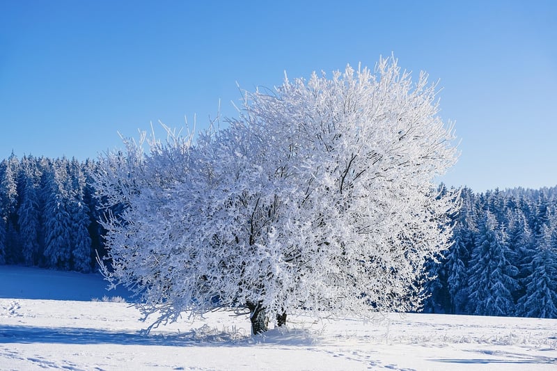 Winter Season Display